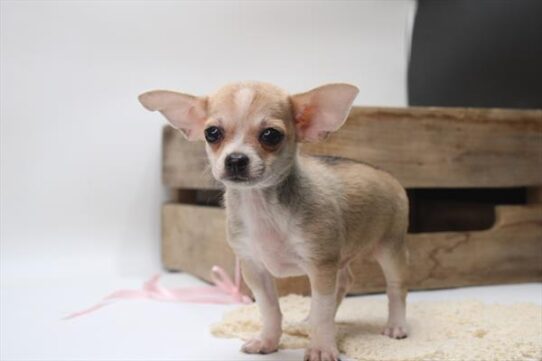 [#251753-03] Fawn / White M Chihuahua Puppies For Adoption