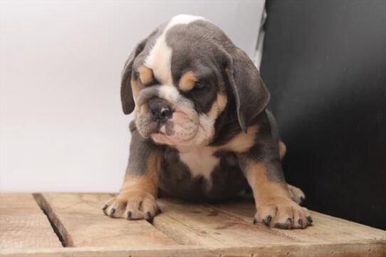 [#251774-05] Blue / White F English Bulldog  Puppies For Adoption