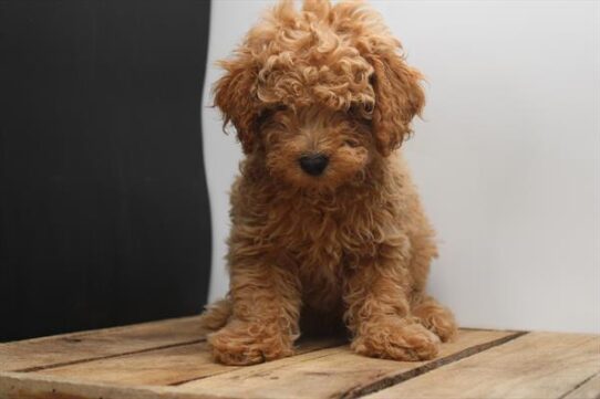[#251927-03] Apricot M Poodle Mini Puppies For Adoption