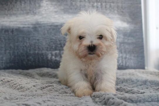 [#251913-02] White M Maltese Puppies For Adoption
