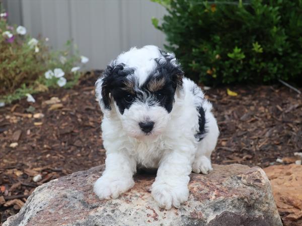 Dottie Image #1