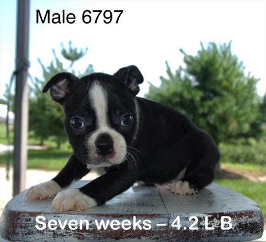 [#25552-01] Black / White M Boston Terrier Puppies For Adoption