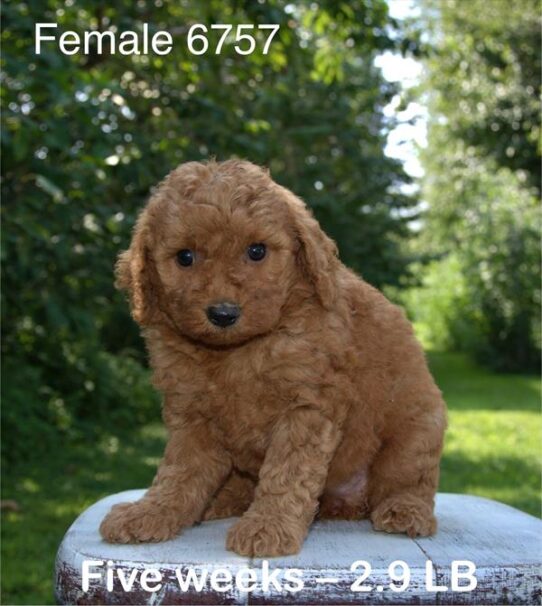[#25562-05] Red F Poodle Mini Puppies For Adoption