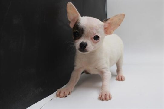 [#251373-02] White F Chihuahua Puppies For Adoption