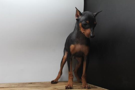 [#251457-01] Black / Tan M Miniature Pinscher Puppies For Adoption
