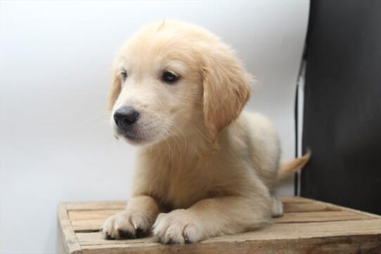 [#252282-01] Golden M Golden Retriever Puppies For Adoption