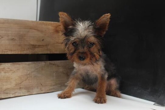 [#251700-03] Black / Tan M Yorkshire Terrier Puppies For Adoption