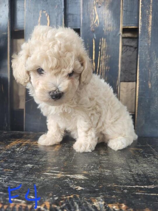 [#25571-02] Cream F Poodle Mini Puppies For Adoption