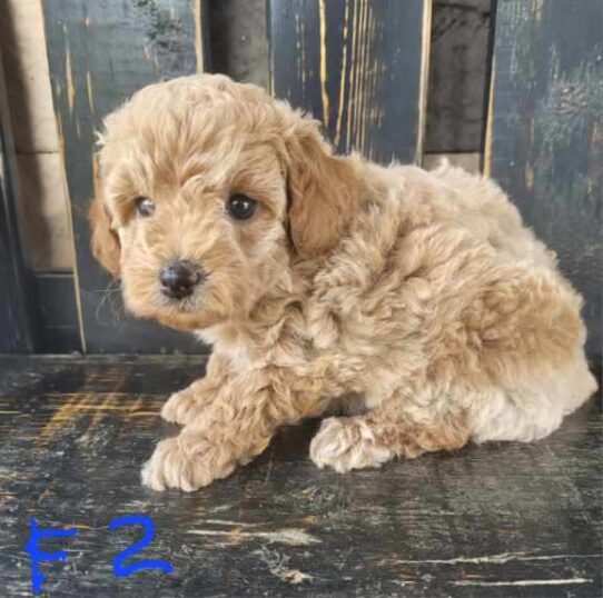 [#25571-03] Apricot F Poodle Mini Puppies For Adoption