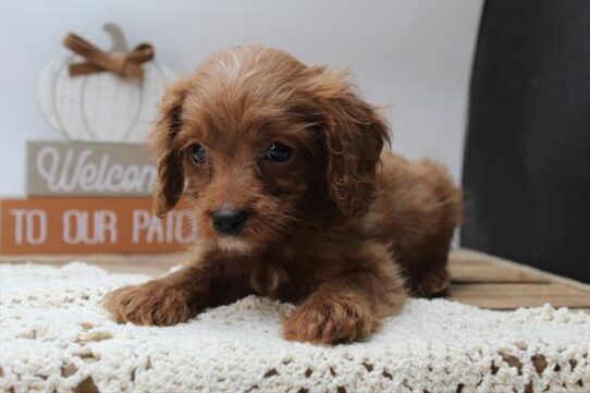 [#252122-06] Red M Cavapoo Puppies For Adoption