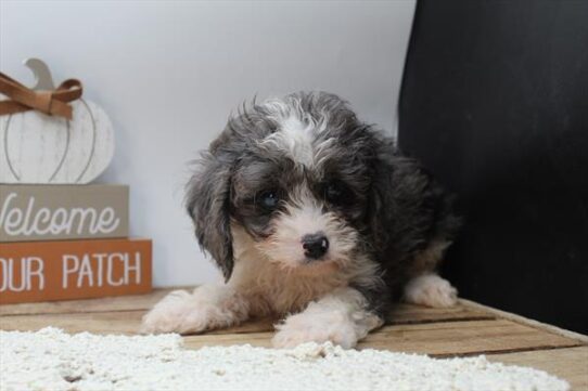 [#252225-01] Merle M Cavapoo Puppies For Adoption