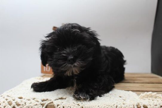 [#251902-01] Black / White F Morkie Puppies For Adoption