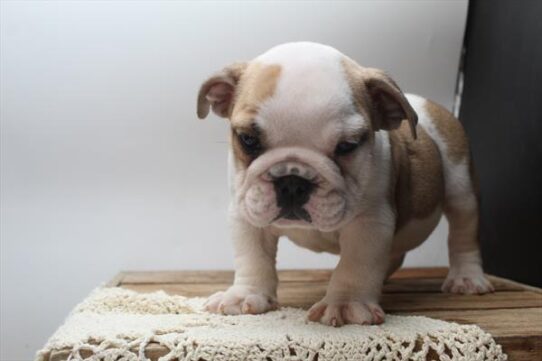 [#251893-04] Red / White F English Bulldog  Puppies For Adoption