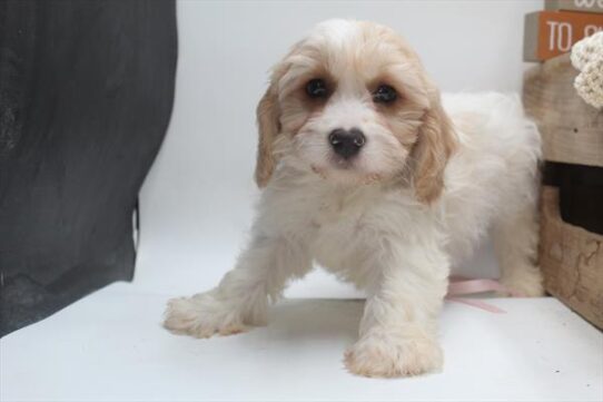 [#251980-03] Tan / White M Cavachon Puppies For Adoption