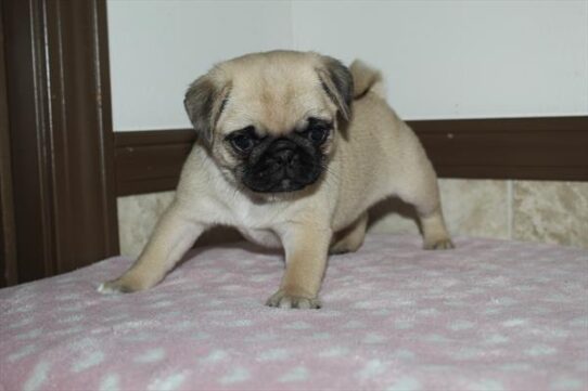 [#252070-03] Fawn F Pug Puppies For Adoption