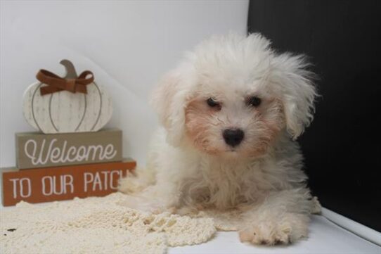 [#251982-02] White M Bichon Frise Puppies For Adoption