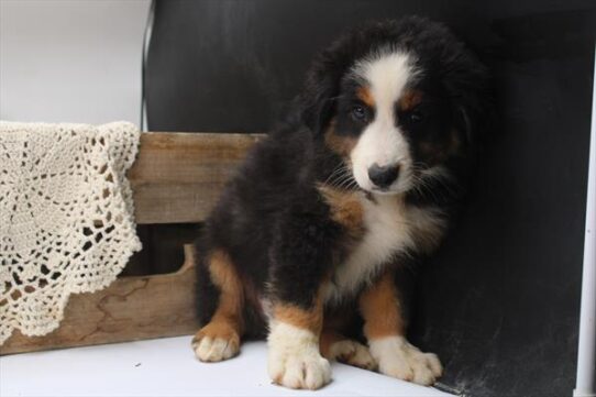 [#252193-02] Tri-Colored M Miniature American Shepherd Puppies For Adoption