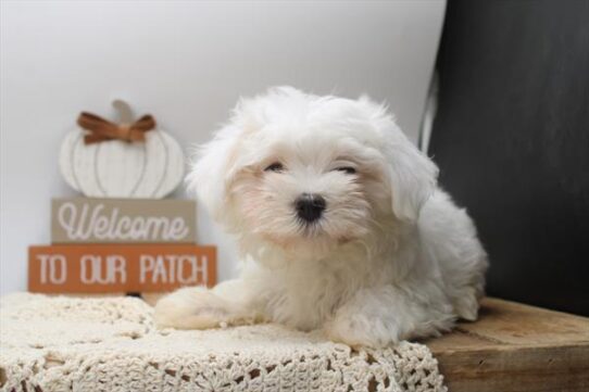 [#252017-02] White F Morkie Puppies For Adoption