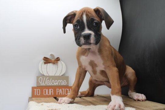 [#252037-08] Fawn / White F Boxer Puppies For Adoption