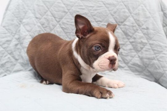 [#252228-02] Seal / White M Boston Terrier Puppies For Adoption