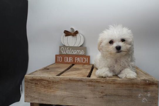 [#251900-03] White M Maltese Puppies For Adoption
