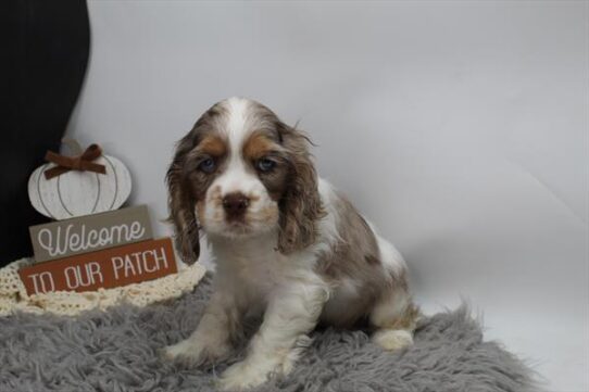 [#252100-05] Chocolate Roan M Cocker Spaniel Puppies For Adoption