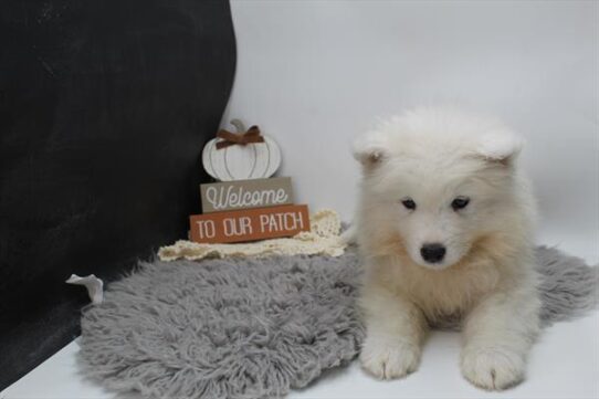 [#252402-01] White M Samoyed Puppies For Adoption