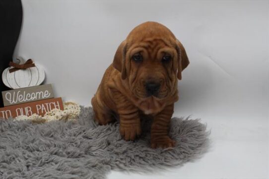 [#252434-06] Red F Walrus Puppies For Adoption