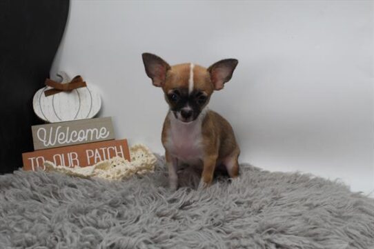 [#251687-02] Dark Sable M Chihuahua Puppies For Adoption