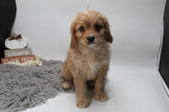 [#252265-01] Red M Cavapoo Puppies For Adoption