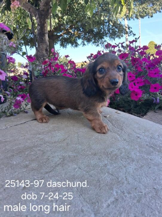 [#25624-01] Sable M Dachshund Puppies For Adoption
