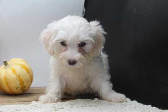 [#252421-05] Red / White F Maltipoo Puppies For Adoption