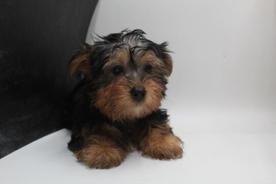 [#252469-01] Black / Tan M Silky Terrier Puppies For Adoption