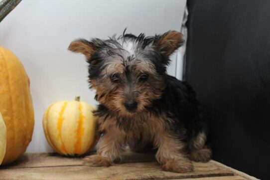 [#252469-02] Black / Tan F Silky Terrier Puppies For Adoption