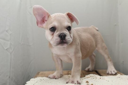 [#252164-01] Blue Fawn M French Bulldog Puppies For Adoption
