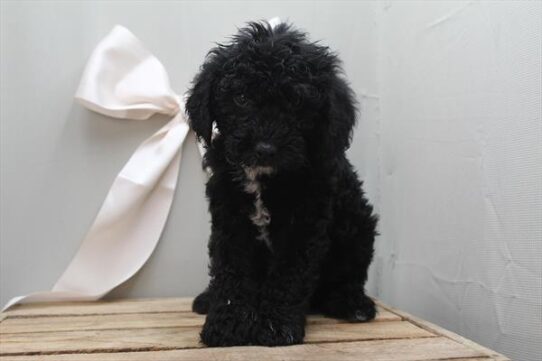 [#252204-02] Black M Cock A Poo Puppies For Adoption