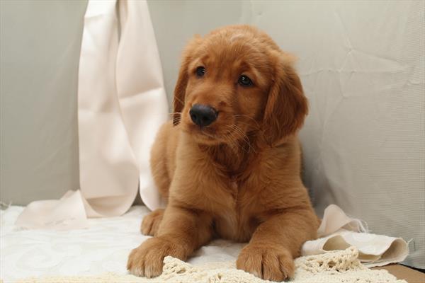 Golden Retriever - 5964621 Image #1