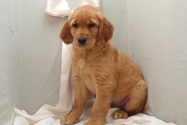 Golden Retriever - 5964622 Image #1