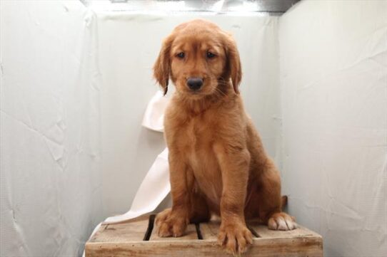 [#252614-06] Red F Golden Retriever Puppies For Adoption