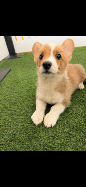 [#252106-01] Red / White M Pembroke Welsh Corgi Puppies For Adoption