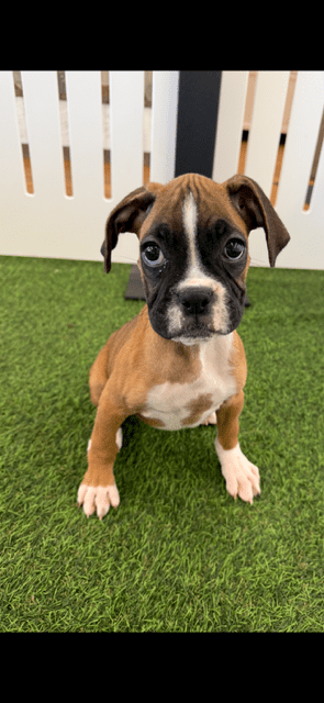 [#252037-08] Fawn / White F Boxer Puppies For Adoption