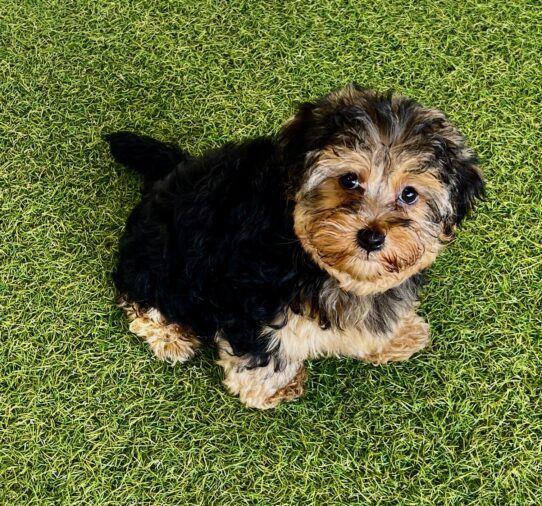 [#251915-01] Black / Tan M Yorkiepoo Puppies For Adoption