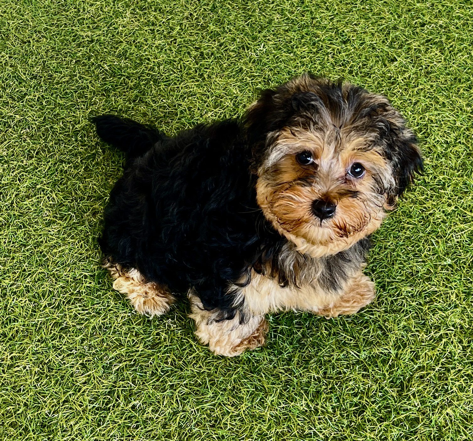 Rolo Image #1
