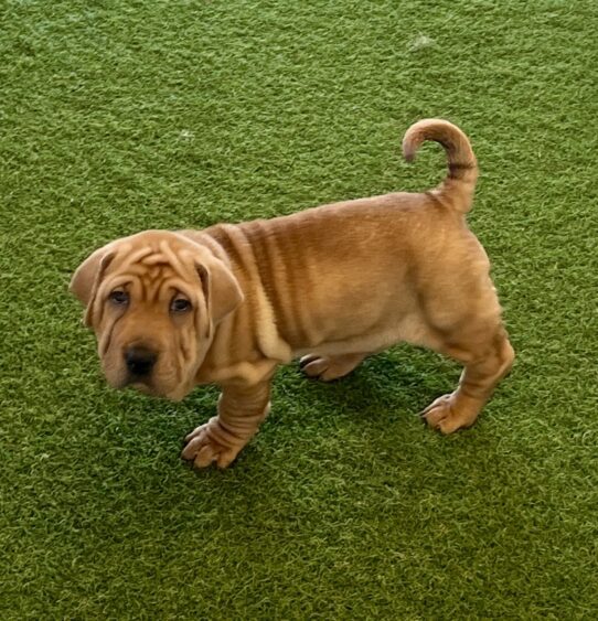 [#252434-06] Red F Walrus Puppies For Adoption