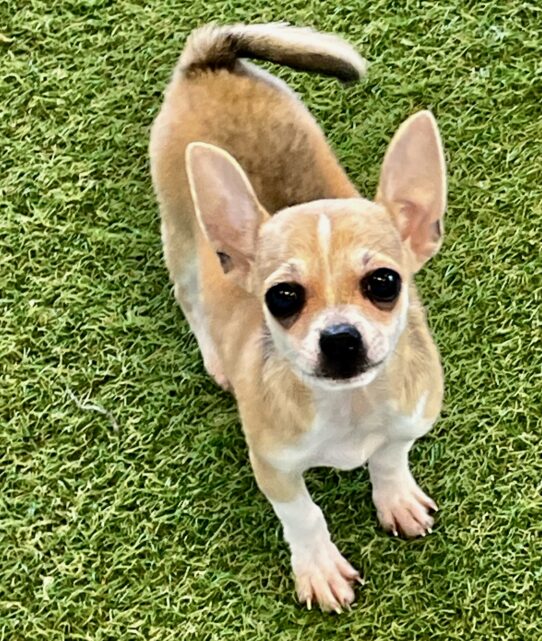 [#251753-03] Fawn / White M Chihuahua Puppies For Adoption