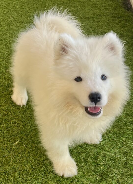 [#252402-01] White M Samoyed Puppies For Adoption