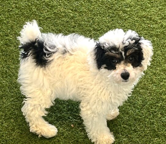 [#252220-02] White / Black F Poodle Mini Puppies For Adoption