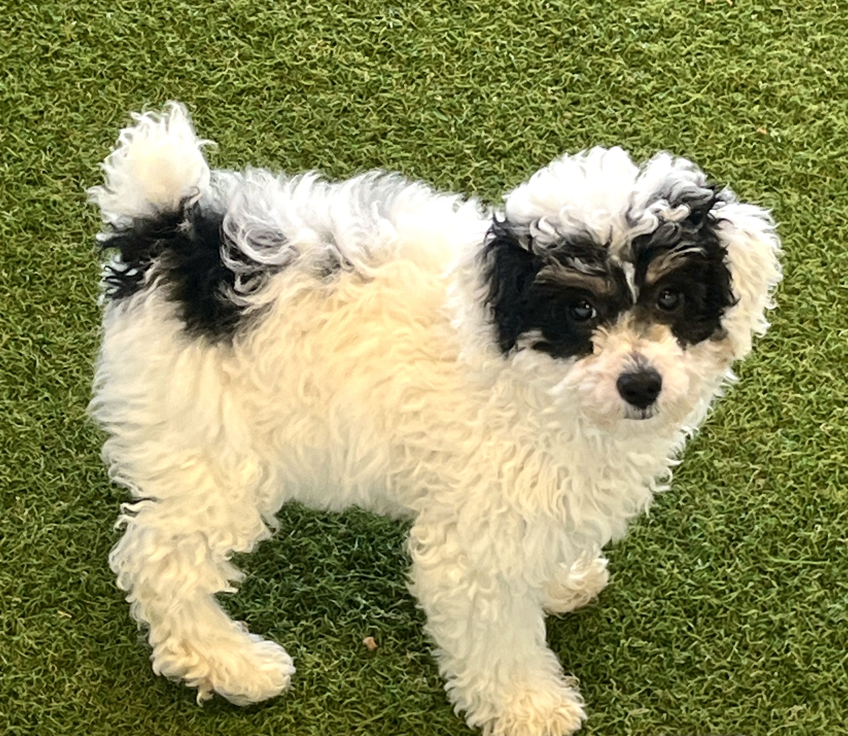 Dottie Image #1