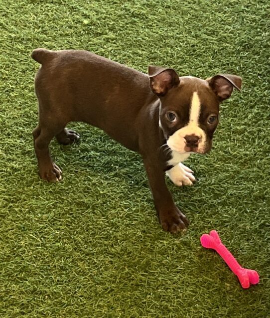 [#252228-02] Seal / White M Boston Terrier Puppies For Adoption