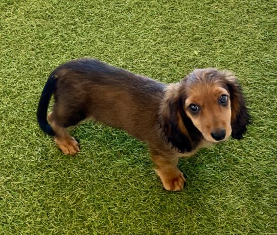[#25624-01] Sable M Dachshund Puppies For Adoption